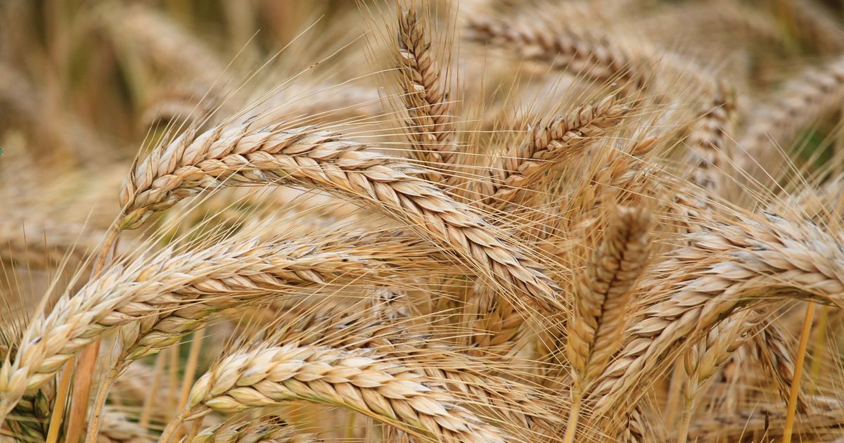 Celiac Disease and ADHD: A Real Connection